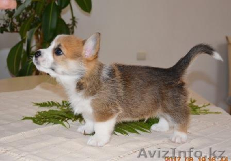 Вельш Корги Пемброк щенки  - Изображение #6, Объявление #1582537