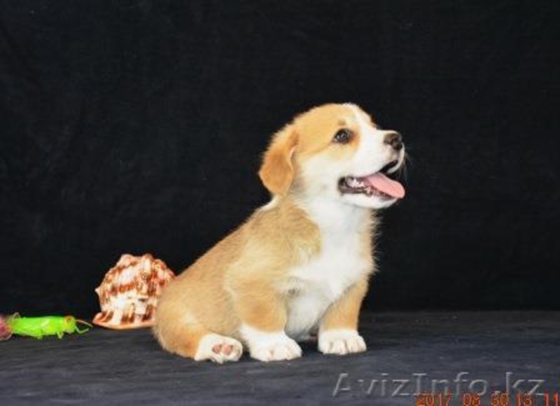 Вельш Корги Пемброк щенки  - Изображение #5, Объявление #1582537