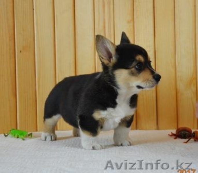 Вельш Корги Пемброк щенки  - Изображение #3, Объявление #1582537